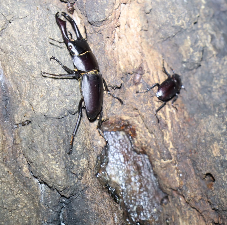 コクワガタ♂、♀_No.5のクヌギ_クワガタ達のオアシス_2023年9月25日19時5分 気温21.5度